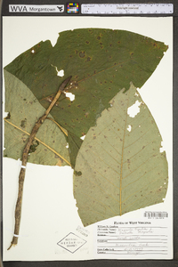 Magnolia tripetala image