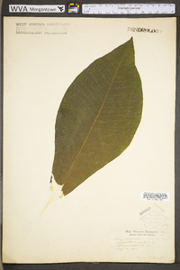 Magnolia tripetala image