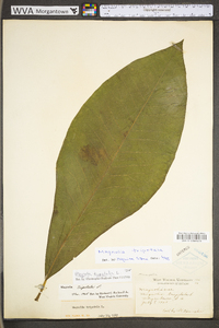 Magnolia tripetala image