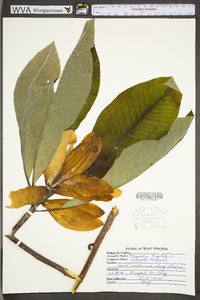 Magnolia tripetala image