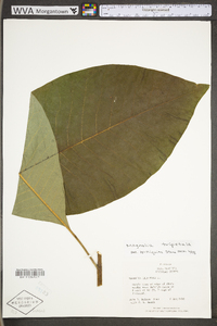 Magnolia tripetala image