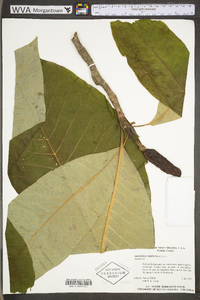 Magnolia tripetala image