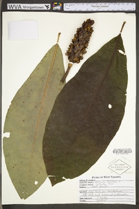 Magnolia tripetala image