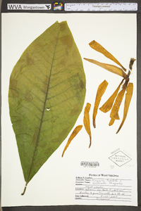 Magnolia tripetala image