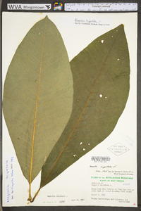 Magnolia tripetala image