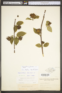 Calycanthus floridus image