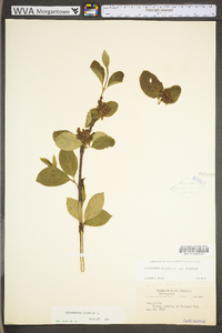 Calycanthus floridus var. floridus image