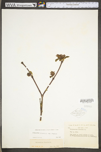 Calycanthus floridus var. floridus image