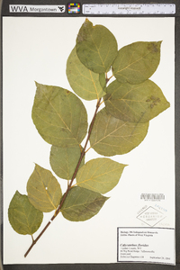 Calycanthus floridus image