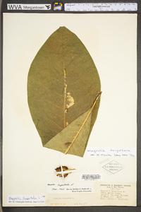 Magnolia tripetala image