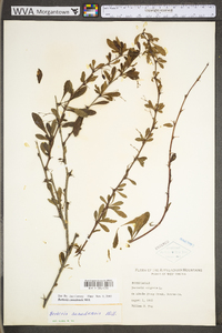 Berberis canadensis image