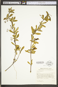 Berberis canadensis image