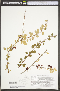 Berberis thunbergii image