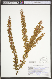 Berberis thunbergii image