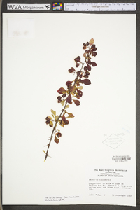 Berberis thunbergii image