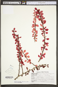 Berberis thunbergii image