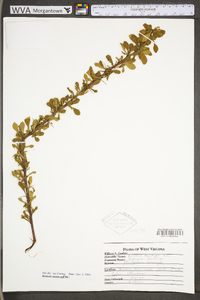 Berberis thunbergii image