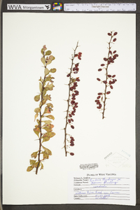 Berberis thunbergii image