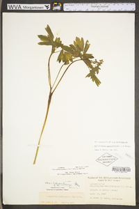 Caulophyllum giganteum image