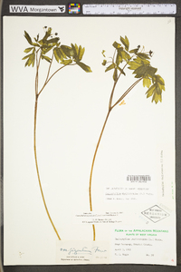 Caulophyllum giganteum image