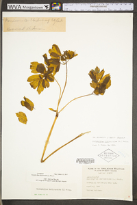 Caulophyllum thalictroides image