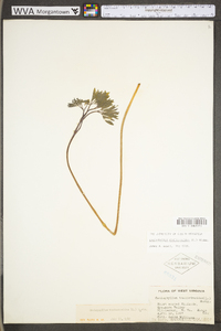 Caulophyllum thalictroides image