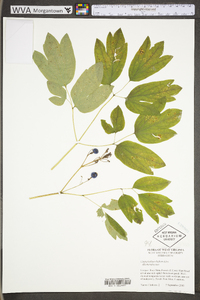 Caulophyllum thalictroides image