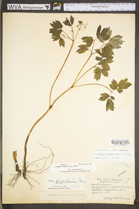 Caulophyllum thalictroides image