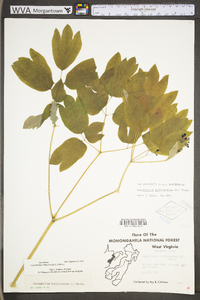 Caulophyllum thalictroides image