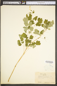 Caulophyllum thalictroides image