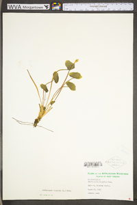 Jeffersonia diphylla image