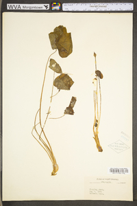 Jeffersonia diphylla image