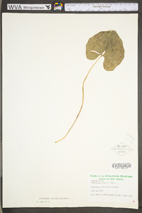 Jeffersonia diphylla image
