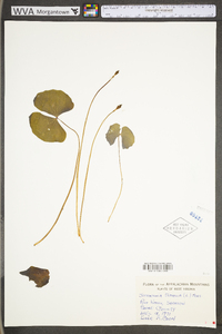 Jeffersonia diphylla image