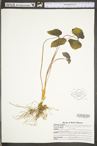 Jeffersonia diphylla image