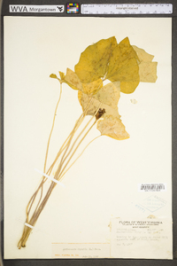 Jeffersonia diphylla image