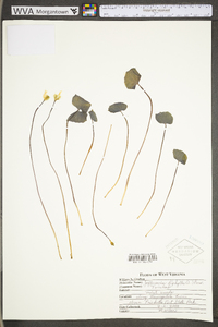 Jeffersonia diphylla image