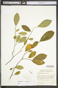 Lindera benzoin var. pubescens image