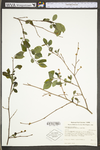 Lindera benzoin var. pubescens image