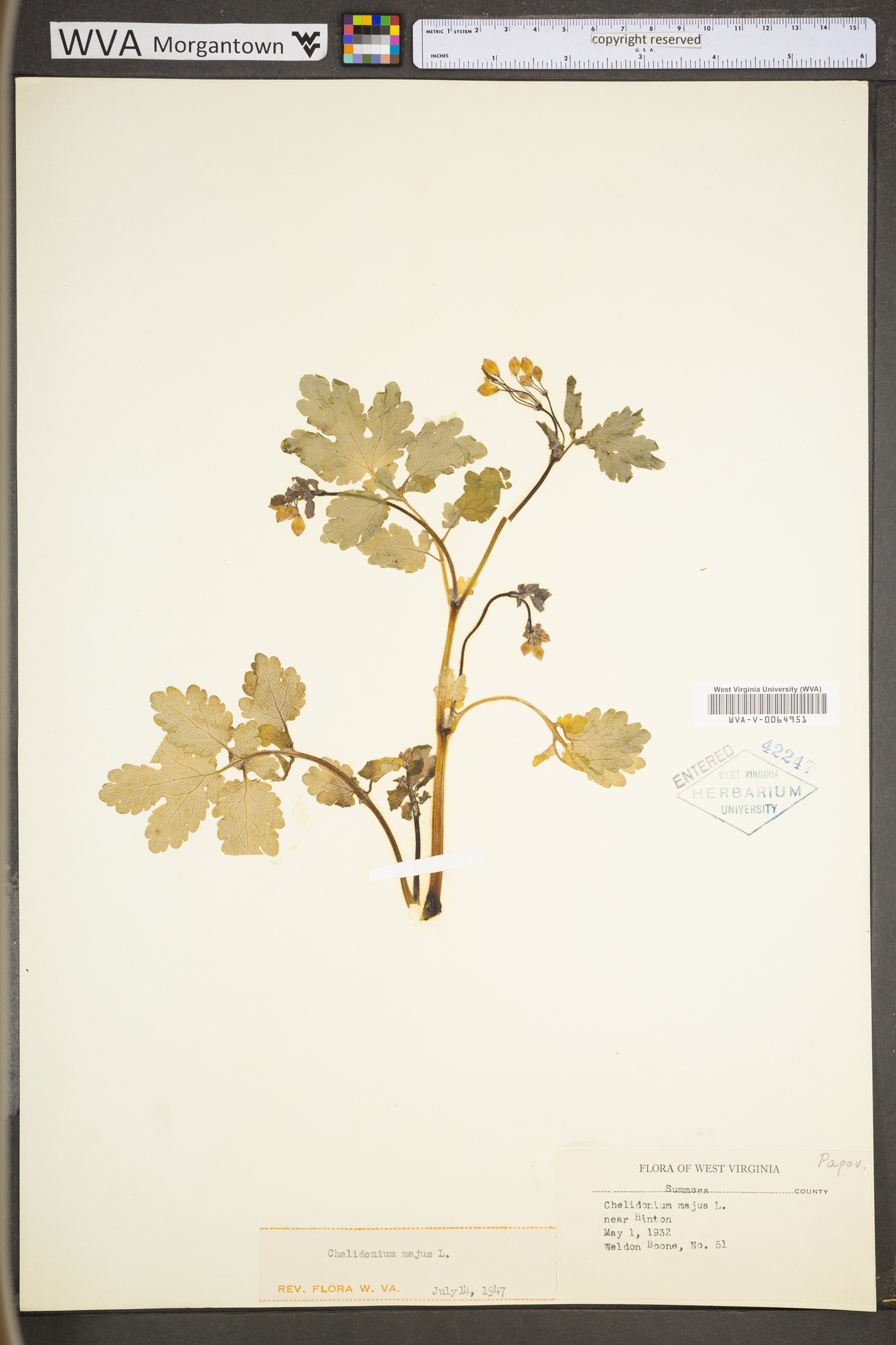 Chelidonium majus var. majus image