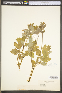 Chelidonium majus var. majus image