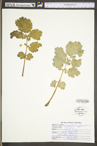 Chelidonium majus image