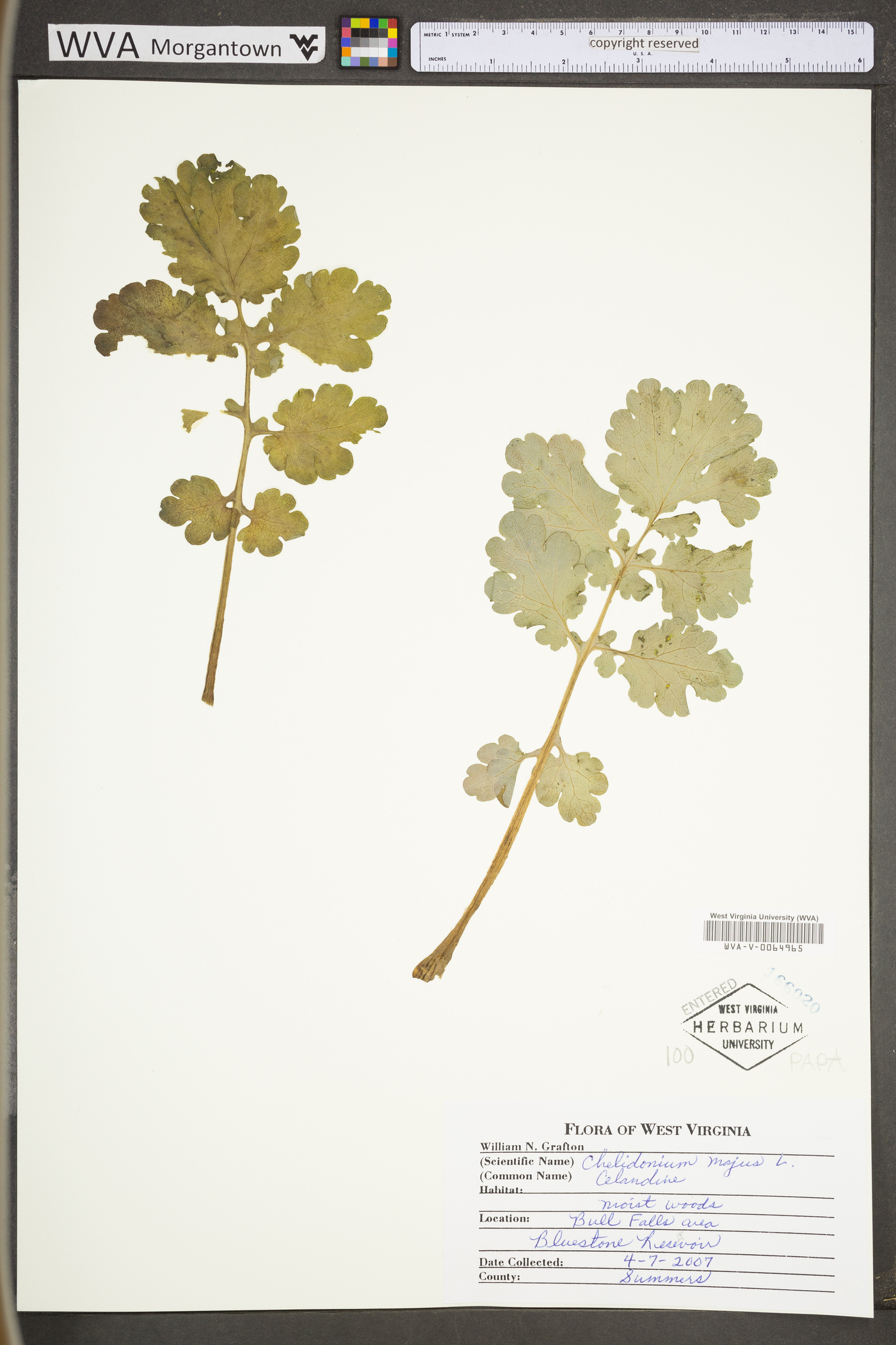 Chelidonium majus var. majus image