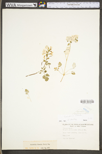 Corydalis flavula image