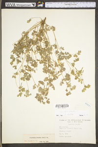 Corydalis flavula image