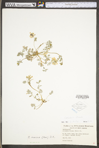 Corydalis flavula image