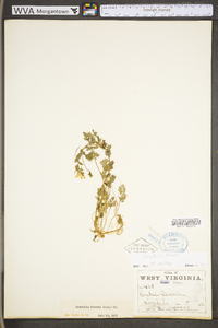 Corydalis flavula image