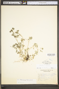 Corydalis flavula image