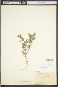 Corydalis flavula image