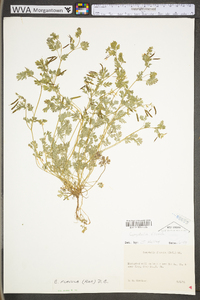 Corydalis flavula image